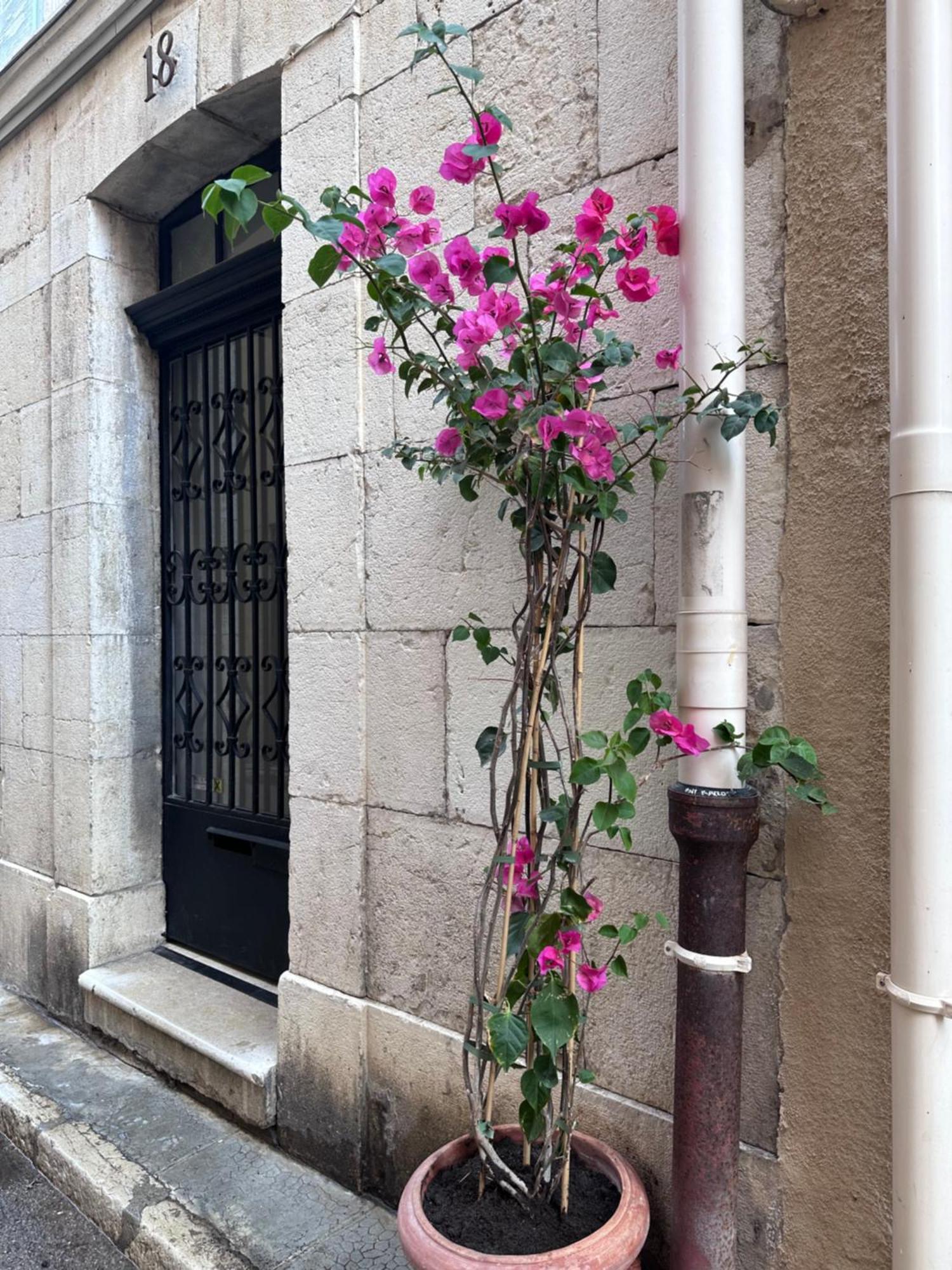L Appartement De Manon, Centre Historique Du Vieil Antibes Extérieur photo
